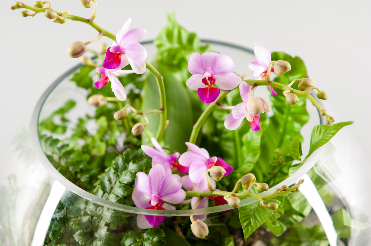 Plant Collection Flower delivery New York City & Westchester, Manhattan, Brooklyn, Bronx and
