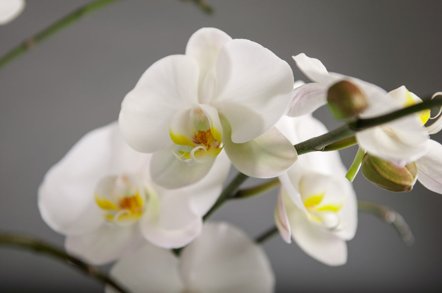 Orchids