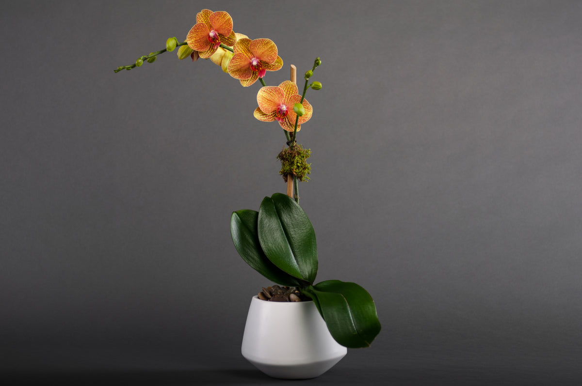 Single Orchid Flower delivery New York City & Westchester, Manhattan