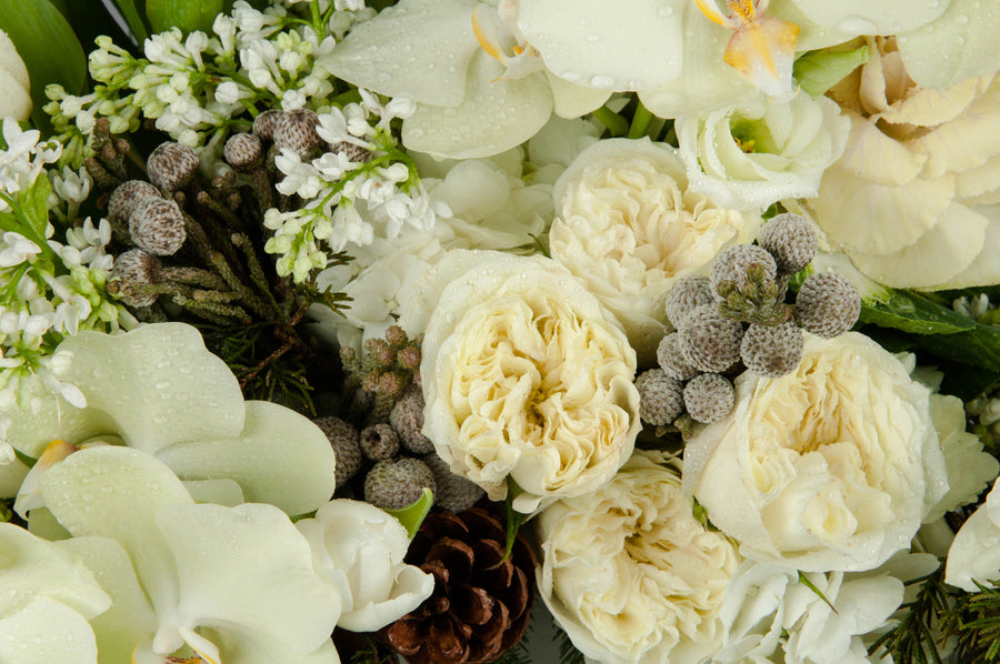 Sympathy Collection