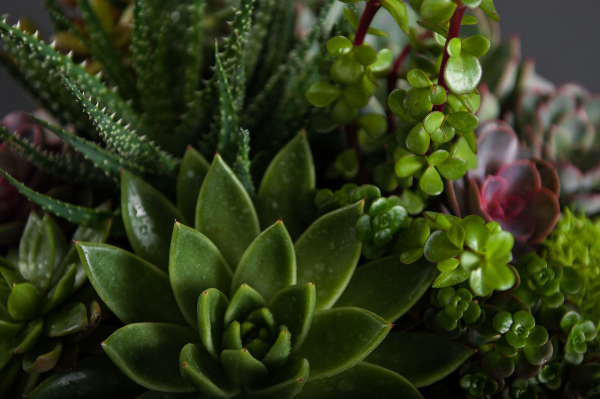 Succulent Garden Flower delivery New York City & Westchester, Manhattan, Brooklyn, Bronx and