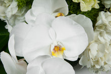 Load image into Gallery viewer, Designer’s Choice (With a Personalized Palette)