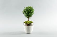 Load image into Gallery viewer, Myrtle Topiaries *(Not sold as a Set, Sold Individually)