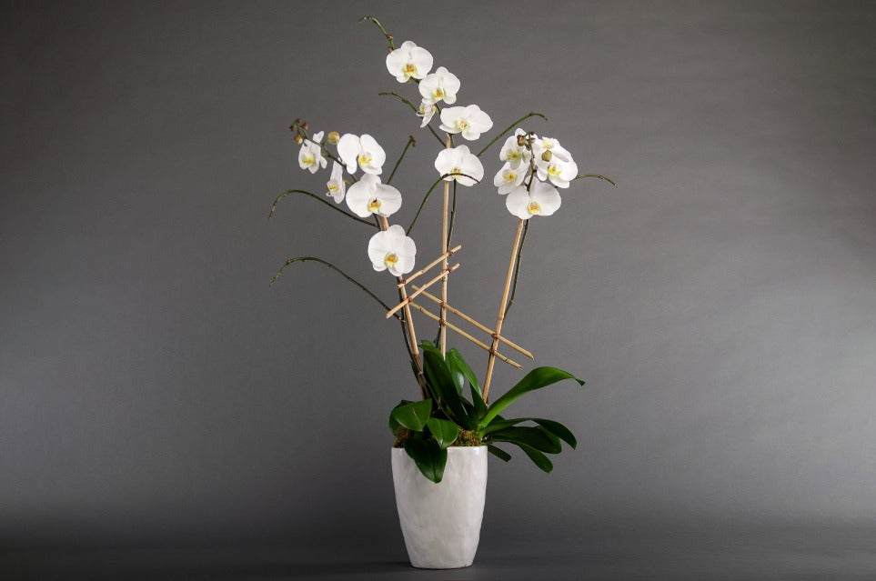 Triple Orchid