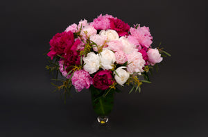 Peony’s Passion