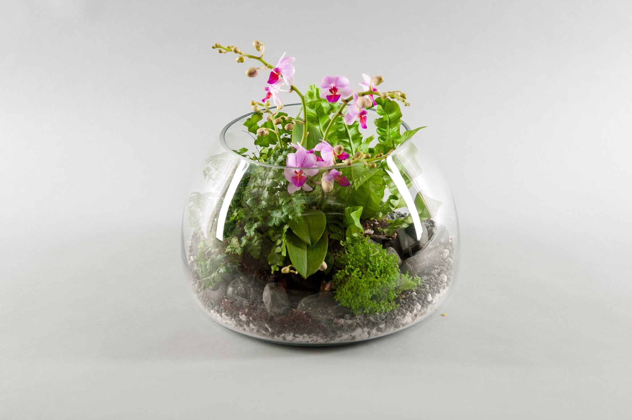 orchids terrarium plants Medium Exotic Orchid Terrarium – Seasons A Floral Design Studio