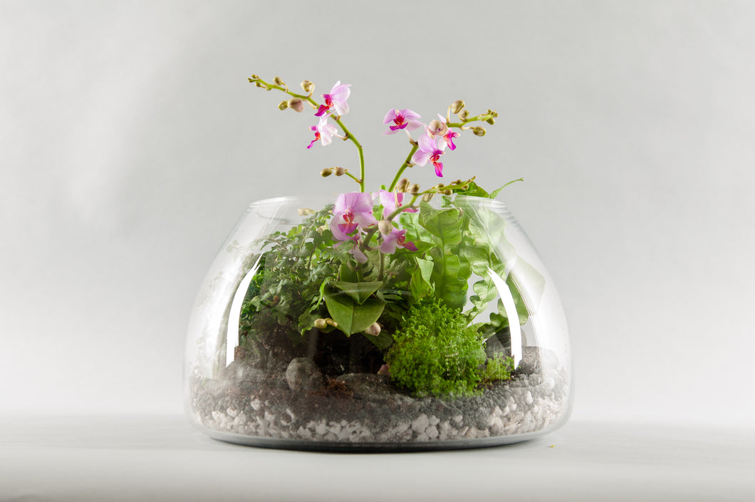 Medium Exotic Orchid Terrarium