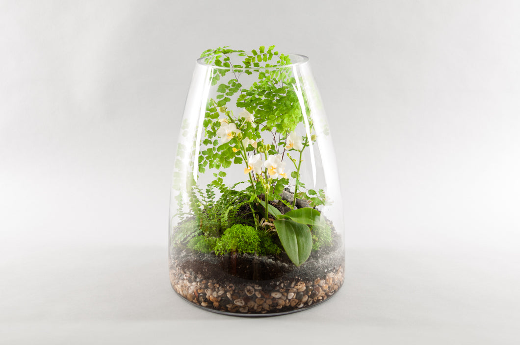 orchid terrarium companion plants Large Exotic Orchid Terrarium – Seasons A Floral Design Studio