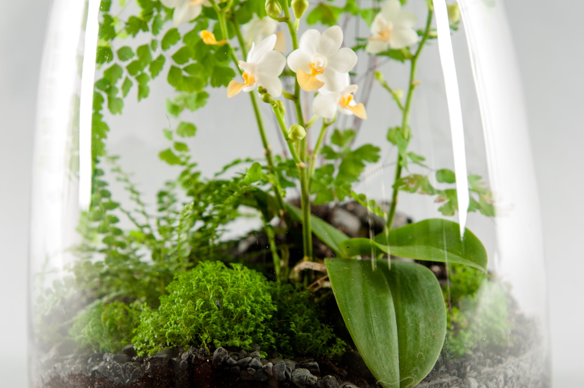 terrarium plants orchids Large Exotic Orchid Terrarium – Seasons A Floral Design Studio