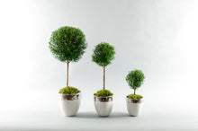 Load image into Gallery viewer, Myrtle Topiaries *(Not sold as a Set, Sold Individually)