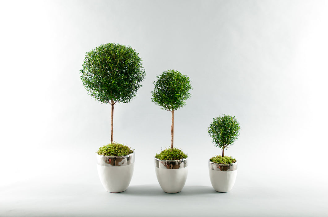 Myrtle Topiaries *(Not sold as a Set, Sold Individually)