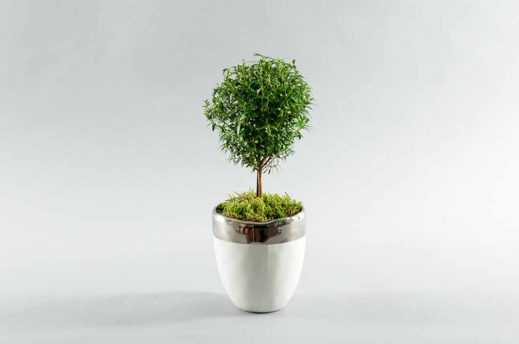 Small Myrtle Topiary