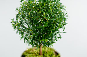 Small Myrtle Topiary