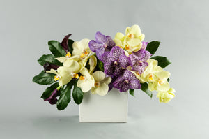 Modern Times Regal Vanda