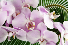 Load image into Gallery viewer, Modern Times Grand Phale