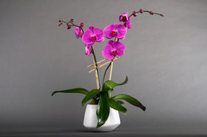 Double Orchid