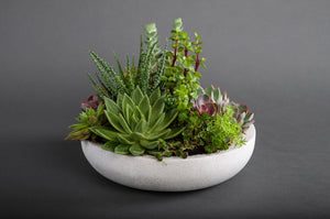 Zen Garden