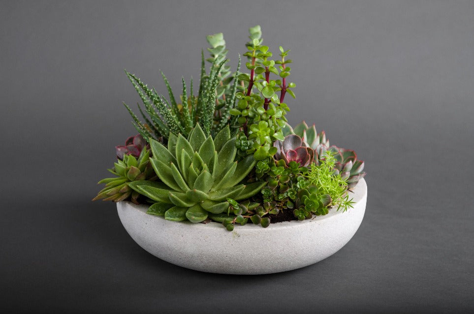 Zen Garden