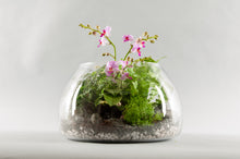 Load image into Gallery viewer, Medium Exotic Orchid Terrarium