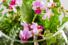 Load image into Gallery viewer, Medium Exotic Orchid Terrarium
