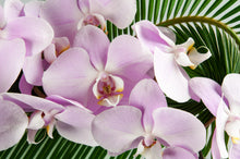 Load image into Gallery viewer, Modern Times Grand Phale