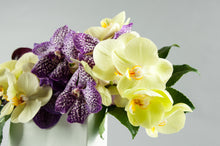 Load image into Gallery viewer, Modern Times Regal Vanda